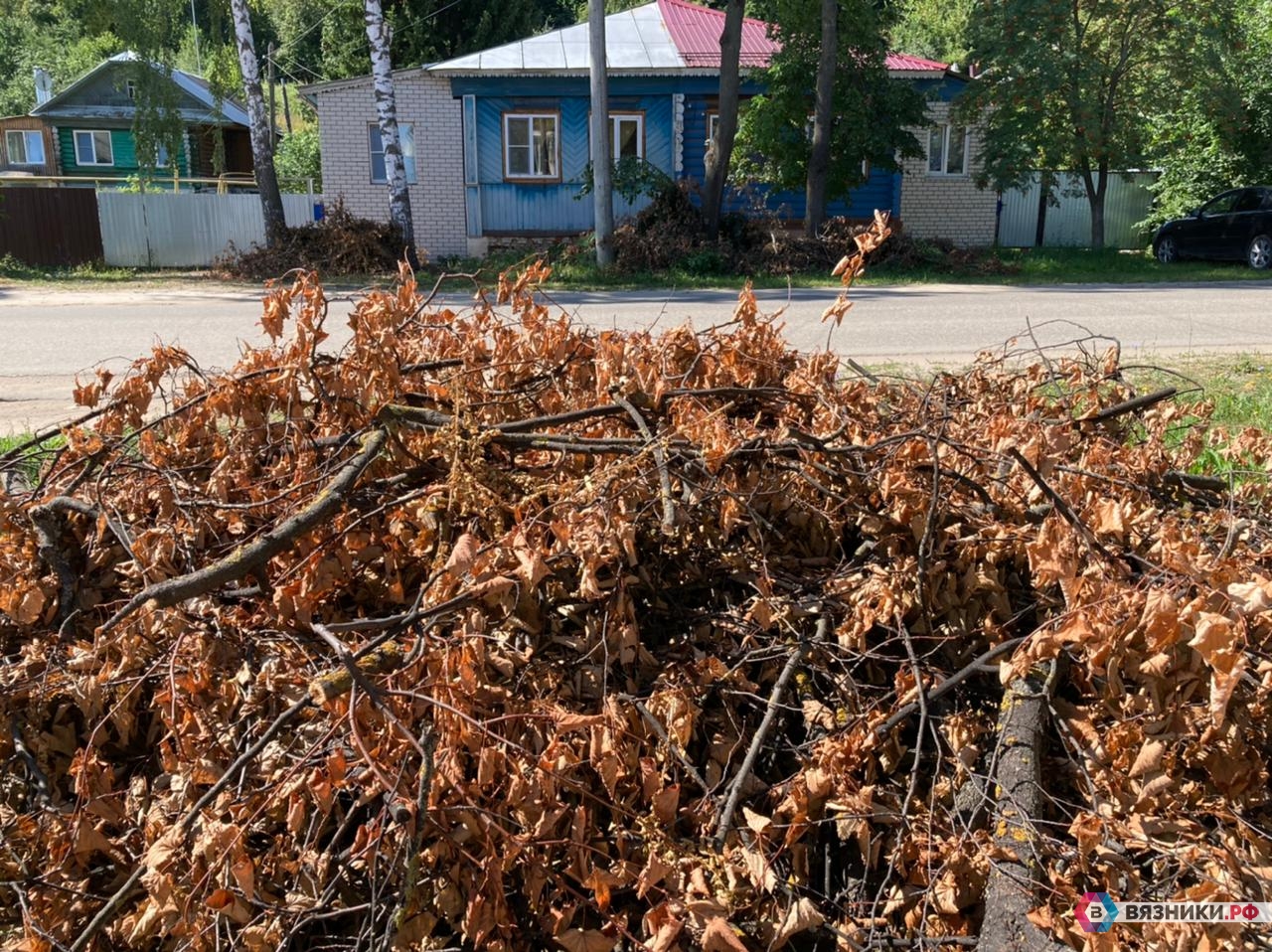 Что опиловка деревьев готовит жителям города Вязники? | 06.08.2021 | Вязники  - БезФормата